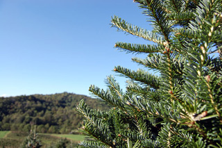 closeup of Fraser Fir