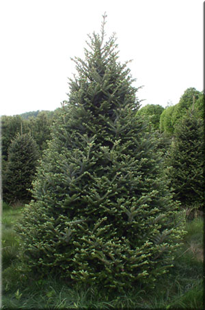 Fraser Fir