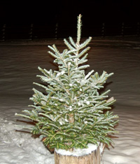 Young Fraser Fir